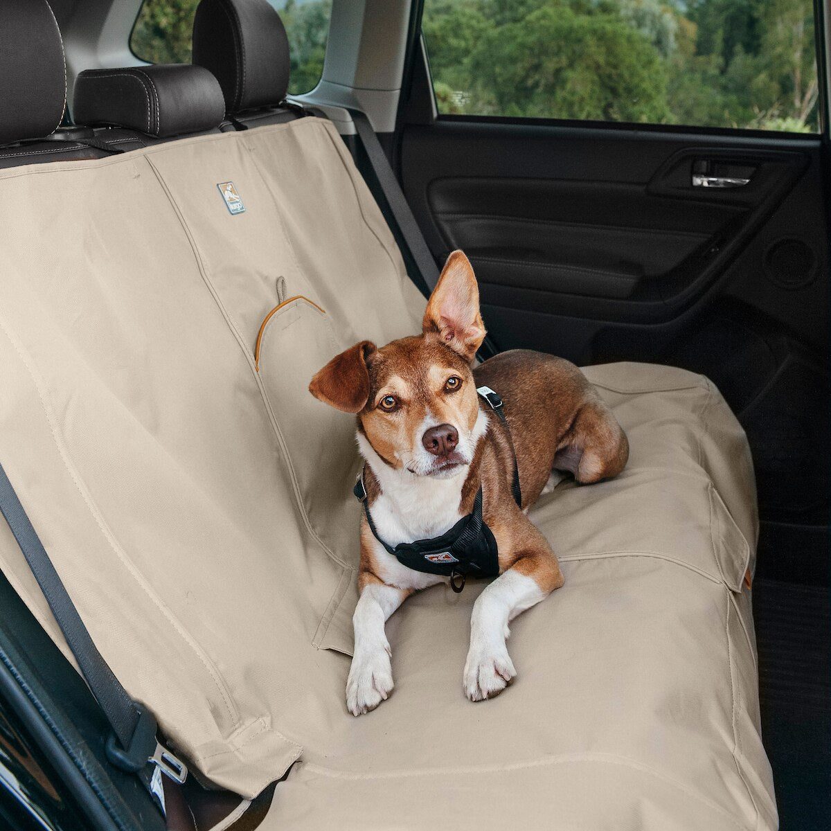 how many dogs die in truck beds